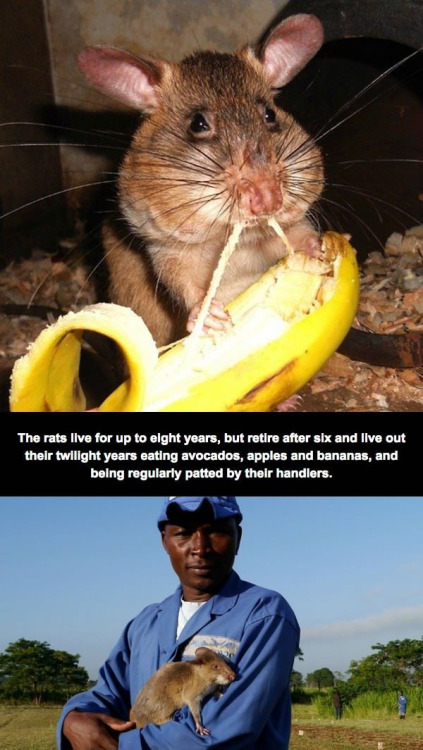 tall-soy-latte:  morseapple:  theinturnetexplorer:  Hero Rats  @jitterbugjive  THEY’RE SO CUTE AND GOOD AND SMART AND HAVE JOB 