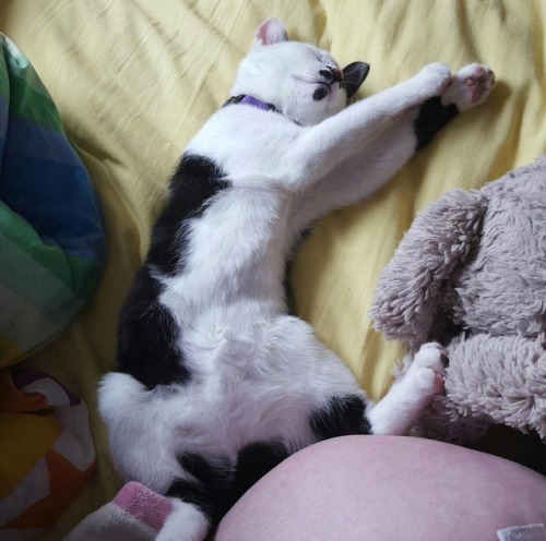 My little monster, I hope he cheers you up a lil! His name is Oreo and he has an unfortunate hilter ‘tash 😊 His favorite things to do are cuddle and play with his brother Smegladon 💜OMG, thank you for this, @princessjellyfishie! Oreo is sooooo