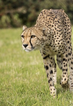 Bendhur   llbwwb:  (via 500px / Cheetah Series