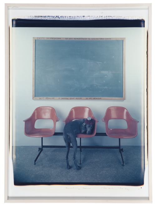 christiesauctions: William Wegman (b. 1942)Waiting Room, 1993 Christie’s Interiors