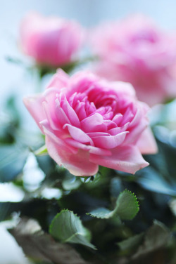 blooms-and-shrooms:  Roses - XVI by AlexEdg  
