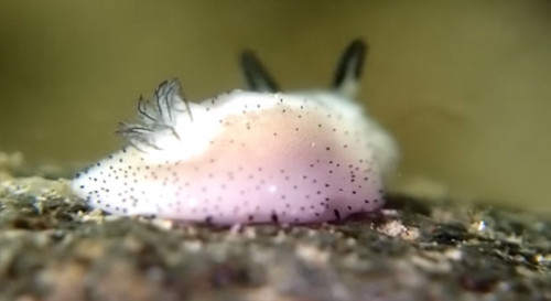 busket:bliichan:this is a pure entitythAT is literally a sea bunny, look at it’s little ears and flu