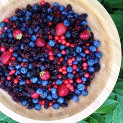 eat-to-thrive:  Blueberries, wild blackberries, wild huckleberries, &amp; homegrown strawbs! 🍁 #happycanadaday! 