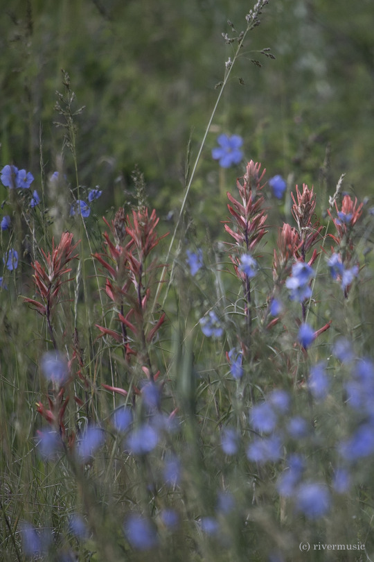 Wild Gardens: Wyoming Indian Paintbrush and Blue Flax, Shoshone National Forest, Wyoming: (c) riverwindphotography, July 2020