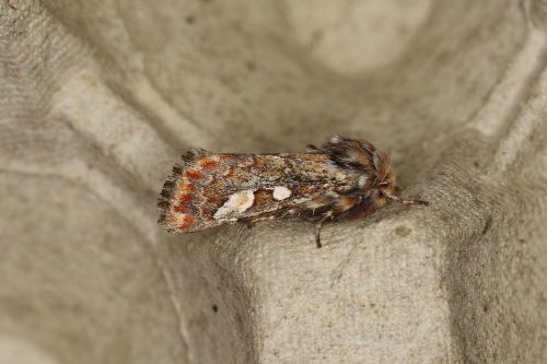 Pine beauty (Panolis flammea)The pine beauty is a moth of the family Noctuidae. It is a common speci