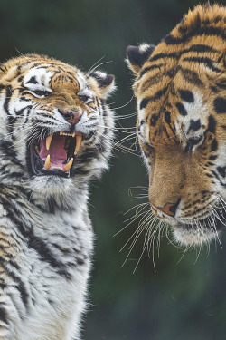visualechoess:  Tiger argument - by: Tambako The Jaguar