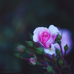 blooms-and-shrooms:  My Magic World XX by