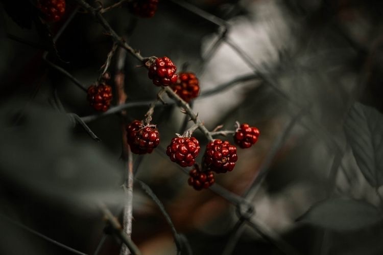 dark-fairytalecore: