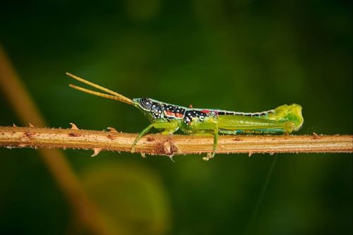 Neorthacris simulans | Yercaud Forest | India | Nikon Gears Grasshoppers are herbivorous insects. To