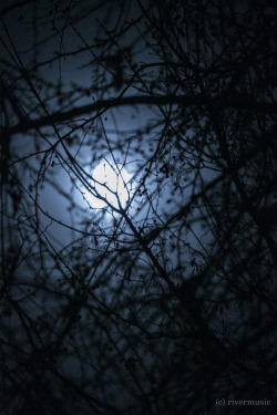 riverwindphotography:  Through branches and