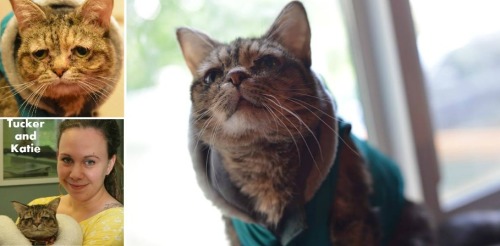 Tucker the saddest-looking cat is now happy to have a home Meet Tucker the cat, dubbed as &lsquo;The