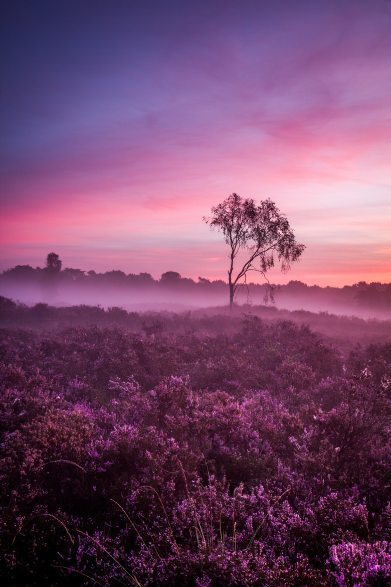 wowtastic-nature:💙 Fields of Joy on 500px by Tom Opdebeeck, Deurne, Belgie☀  Canon