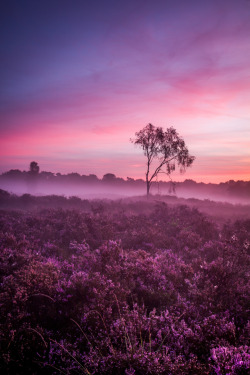 Wowtastic-Nature:💙 Fields Of Joy On 500Px By Tom Opdebeeck, Deurne, Belgie☀  Canon