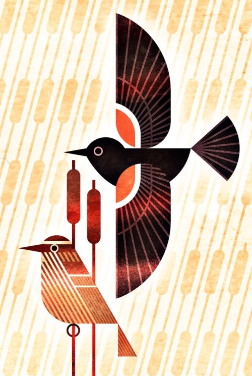 jevajeva:Tricolored Blackbird, Agelaius tricolor, one of a series of illustrations for the Bird Geno