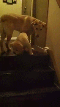 onlylolgifs:  dog teaching puppy to go down the stairs  