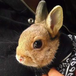 pycbunnies:  Little kernel #mynameispopcorn #babybunny #bunnies