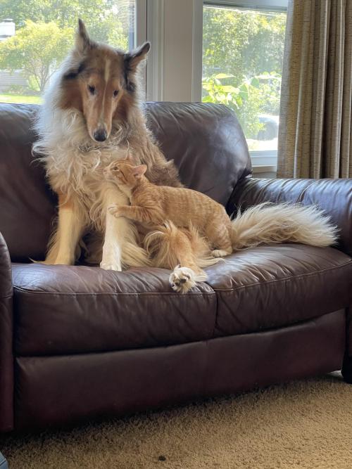 I’m starting to think he actually thinks my collie is his mom…