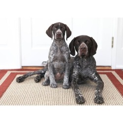 bestofpack:   Congratulations on being an Editor’s Pick on Pack!Dog: Branston, the German Shorthaired Pointer. Human: (the awesome person who owns this photo!): Kimberly. See more of this dog: http://packdog.com/post/BBSlT