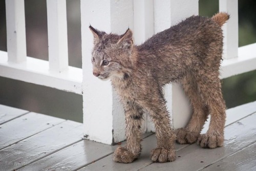 zooophagous: gelana78: catsbeaversandducks: Anchorage Resident Tim Newton Awoke To The Sound Of So