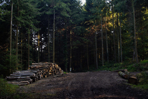 nordravn: Log Pile in Whiptail Wood. by Andrew Head on Flickr.