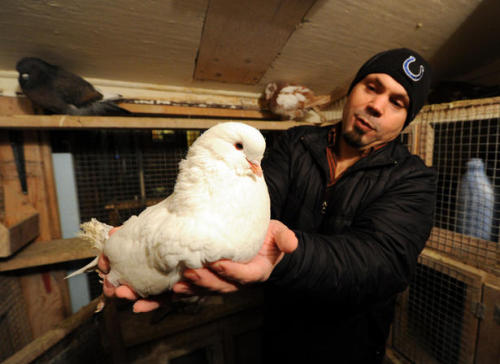 What Would You Say Is The Most Affectionate (friendly, Cuddly) Large Pigeon, Aside From A Frillback?