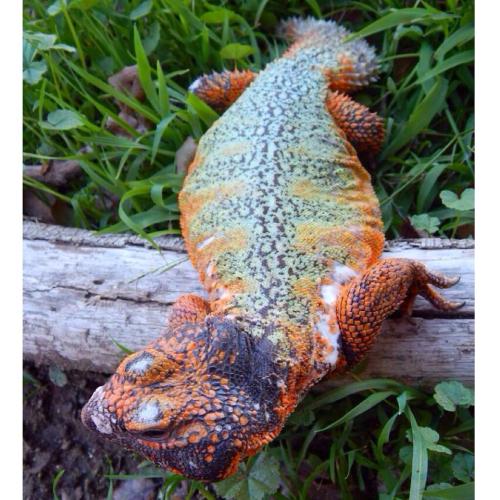 drowning-in-wonderland:Moroccan UromastyxUromastyx NigriventrisA spiny tailed lizard that comes from