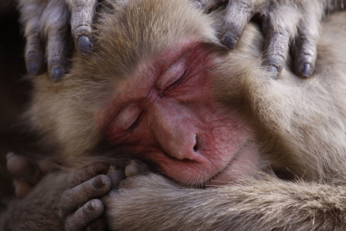 Macaque Maintenance.  A Japanese macaque indulges in some grooming time on the shores of t