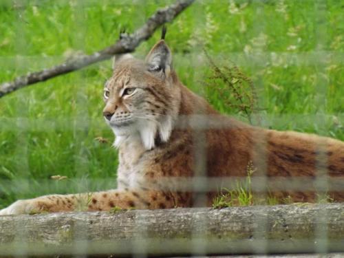 azvolrien: You also don’t see the lynx very often - their enclosure has a lot of hiding places for t