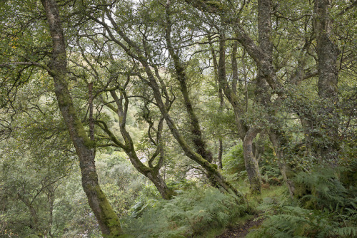 Woodland at Gunnerside by Andrew Kearton