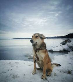 Little Boo in the wild. Lake Ontario was