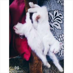 Cats of Instagram