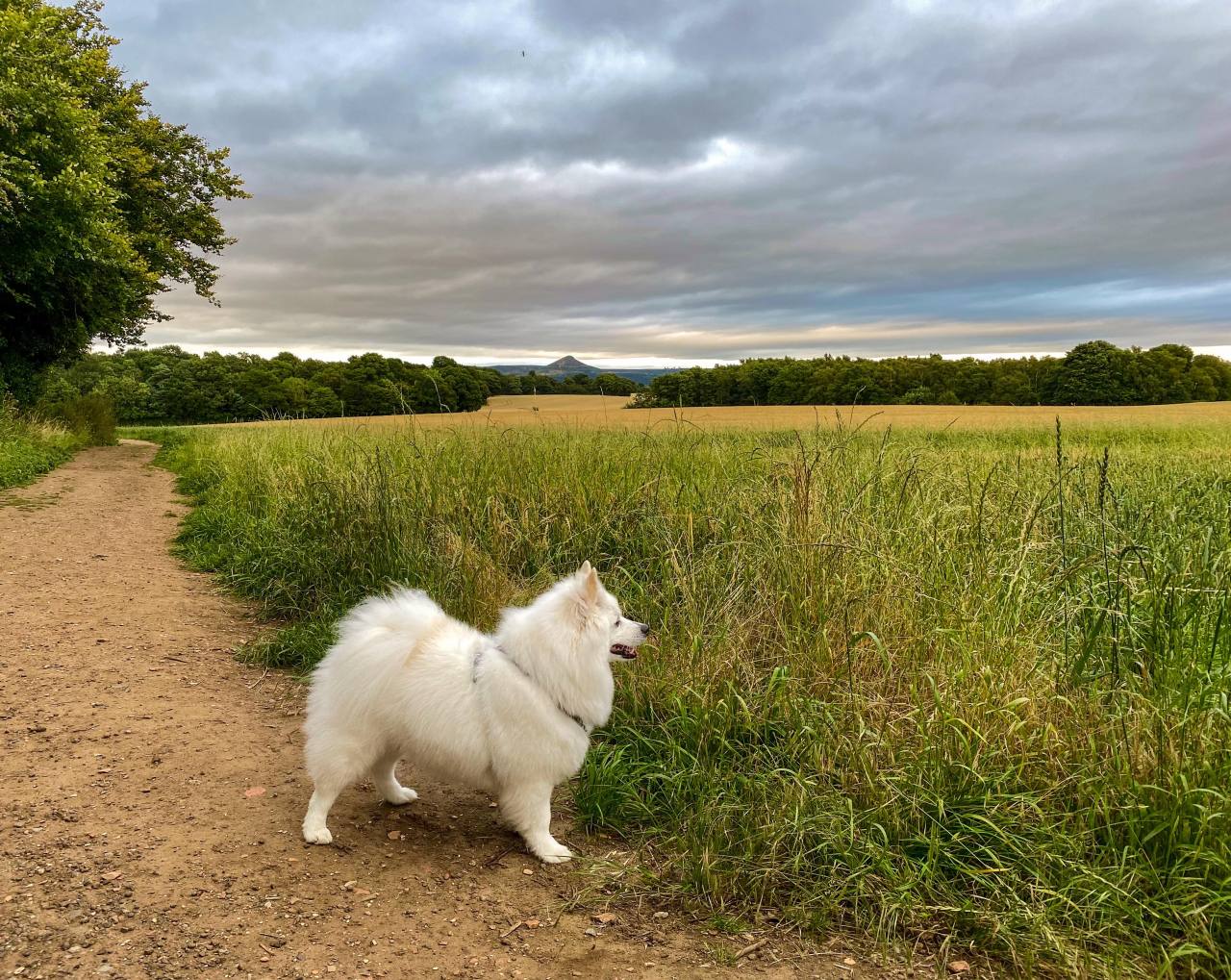 little dog on another big walk