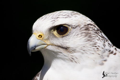 edgedfeatherphotos:Starlight, a female Gyr/Skaker Falcon hybrid.Check out my Facebook page!Gimme.Hyb