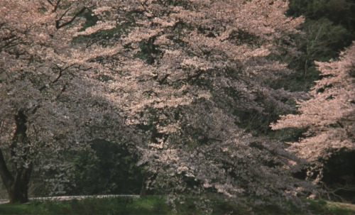 idleminds:The Taste of Tea (2004) ‘茶の味’ dir. Katsuhito Ishii