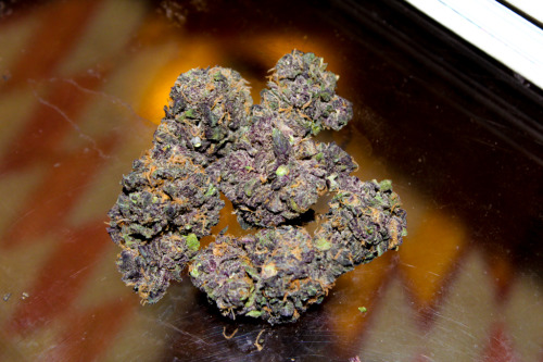 smokedmt:  ken’s grand daddy purple from harborside 