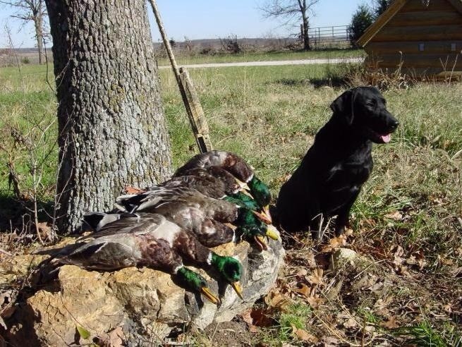 gentlemanbobwhite:  Visit #gentlemanbobwhite for more pics about quail hunting, good