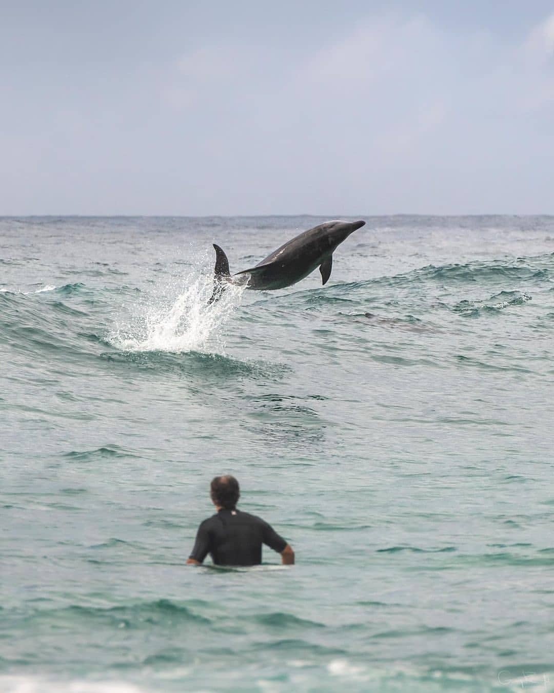 Dolphin Swim Australia Dolphin Swim Australia