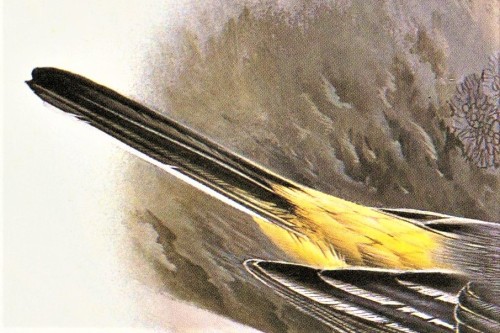 A Wagtail FeathursdayThis week we highlight some Wagtails in the genus Motacilla. The only wagtails 