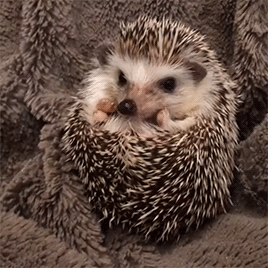 fluffygif:  hedgehog.shogun on ig