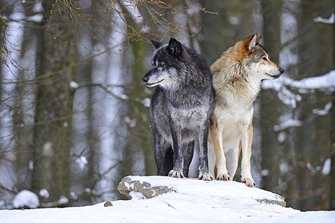 wolveswolves:Mackenzie Valley wolves (Canis lupus occidentalis) by Robert Harding
