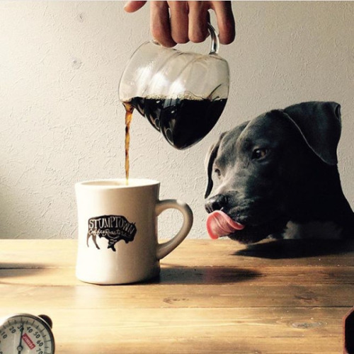 Coffee and A DogPosted by i5x