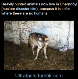 ultrafacts:  After the evacuation, nature has slowly crept in. Once an area of heavy industry and collectivized agriculture, the zone is now nearly indistinguishable from the surrounding countryside. The forest has reclaimed long-abandoned villages and