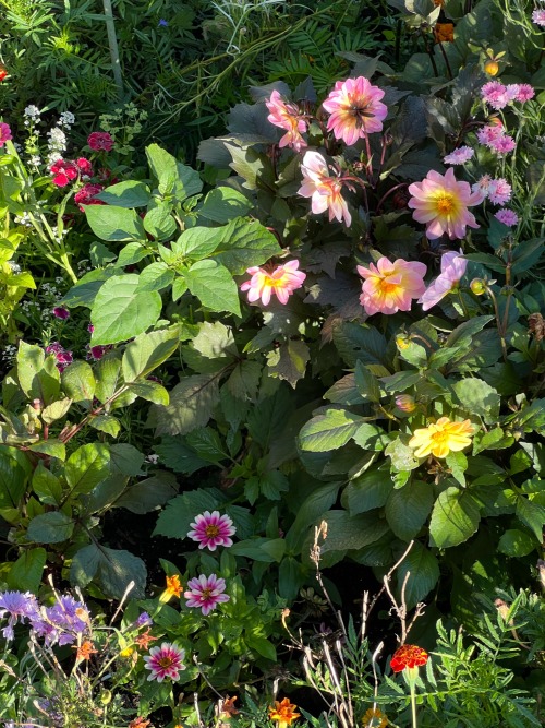 My Garden