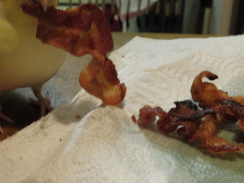 And then this bird absconded with an entire piece of bacon.