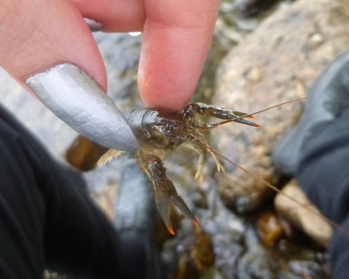 More crayfish pictures. And these are not all pictures of the same crayfish. There are so many more 