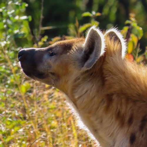 serena-de-chan:Hyenas, Capibaras and maned wolfs…so cute #hyena #capibara #wolf #zoo #leipzig https: