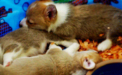 dailyanimals:      [x]     