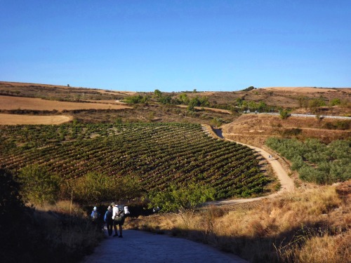 Escenas en el valle del Ebro, Navarra, 2011