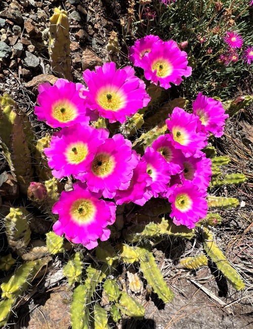 Echinocereus pentalophusThis cactus comes from east-central and northeastern Mexico, and people seei