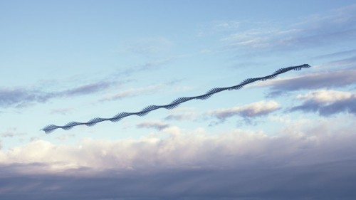 scienceisbeauty:
“  Ornitographies by Xavi Bou
“Technology, science and creativity combine to create evocative images which show the sensuality and beauty of the bird’s movements and which are, at the same time, clues for those wishing to identify or...